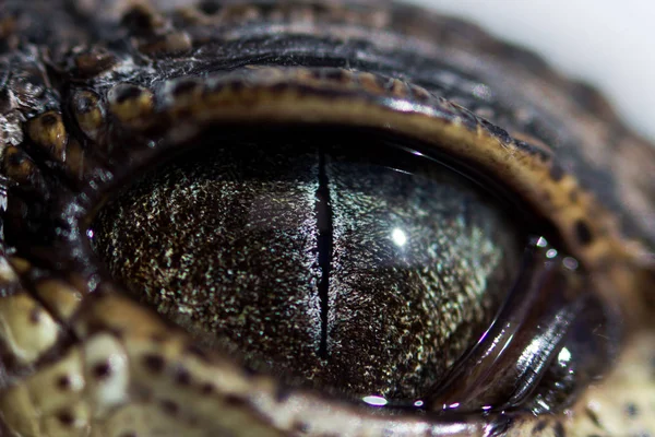 Ojo de cachorro Cocodrilo del Nilo Crocodylus niloticus con una pupila estrecha en luz brillante es un poco cerrado por un translúcido protector del tercer párpado. macro — Foto de Stock