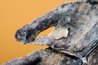 Yavru Nil timsahı timsah niloticus, makro. Kuyrukta turuncu bir arka planda delik şeklinde bir iz var. Osteoderm azgın levhalar salınımı