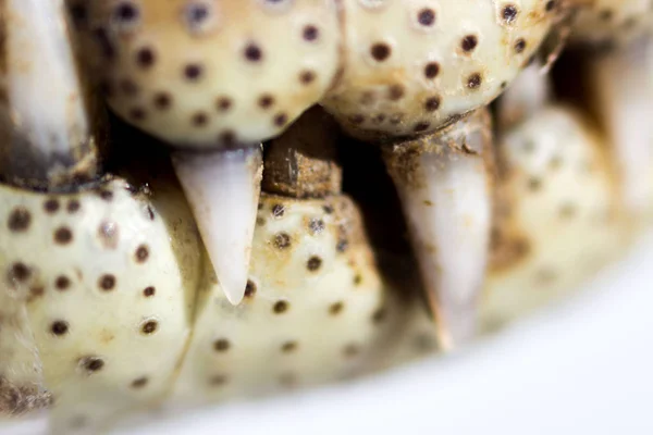 Teeth of cub Nile crocodile Crocodylus niloticus, macro — 스톡 사진