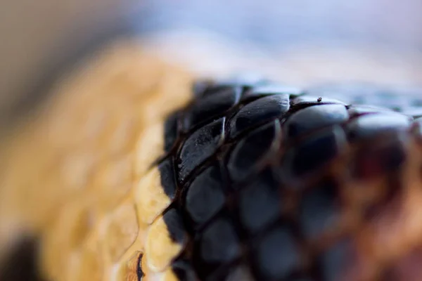 Serpiente de un solo ojo boa constrictor. macro cabeza de cerca. ojo sano visible. Rápidamente siente el aire con una lengua negra bifurcada —  Fotos de Stock