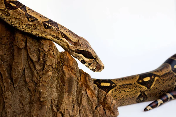 One-eyed snake boa constrictor slides on a wooden piece. visible damaged blind eye. on a white background. — Stock Photo, Image
