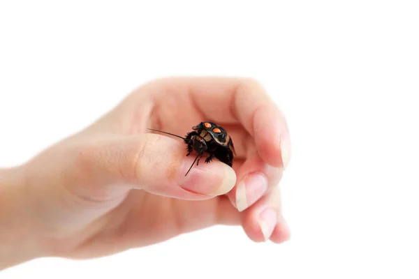 Kakkerlak autootje Lucihormetica subcincta met oranje vlekjes. Kakkerlak avtomobilchik Glow Spot Roach. Geïsoleerd. Grote kakkerlak zit op de hand. geïsoleerd — Stockfoto