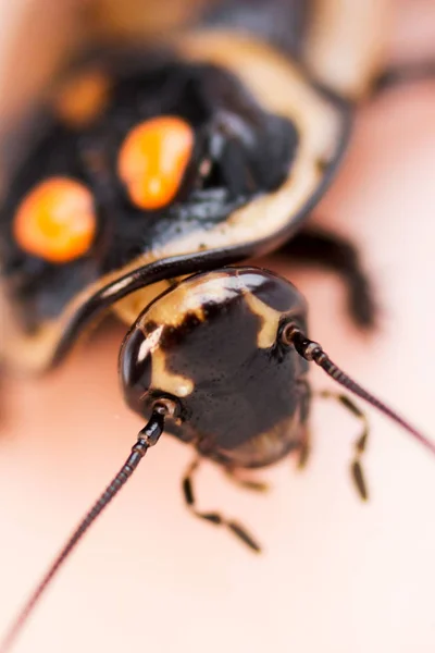 ゴキブリの小さな車Lucihormetica subcincta 。コロンビアとベネズエラの熱帯雨林からのゴキブリavtomobilchiki 。正面のオレンジの斑点や角と口ひげで頭。Macr — ストック写真