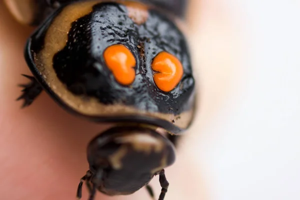 ゴキブリの小さな車Lucihormetica subcincta 。コロンビアとベネズエラの熱帯雨林からのゴキブリavtomobilchiki 。正面のオレンジの斑点と角。マクロ — ストック写真