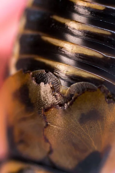 Cucaracha pequeño coche Lucihormetica subcincta. Cucaracha avtomobilchik Glow Spot Roach. En la parte posterior hay alas pequeñas - elytra. Macro . — Foto de Stock