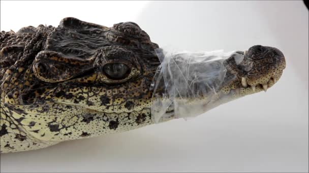 Krokodyl Kagańcem Przywiązanym Taśmą Leży Słońcu Ogrzewa Się Bandaż Odporny — Wideo stockowe