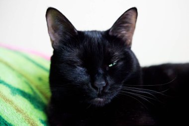 Cadılar Bayramı siyah kedi Closeup portre