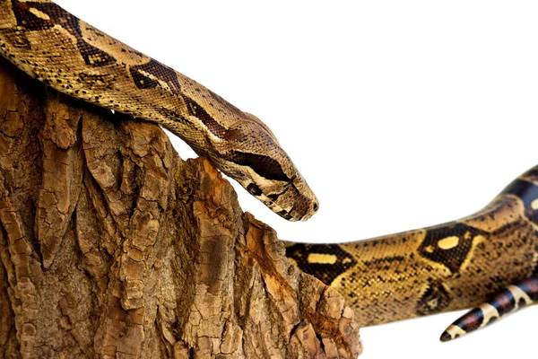 Boa serpiente de un solo ojo se desliza sobre una pieza de madera. visible ojo ciego dañado. Aislado sobre un fondo blanco . —  Fotos de Stock