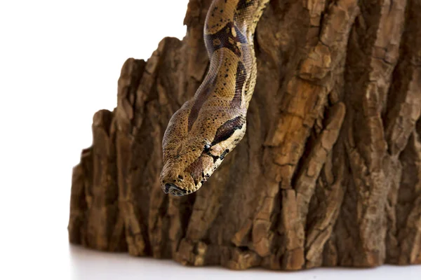 One-eyed snake boa constrictor slides on a wooden piece. visible healthy eye. on a white background. — Stock Photo, Image