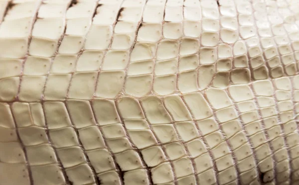 Cocodrilo del Nilo cocodrilo Crocodylus niloticus. Las placas de textura beige de piel escamosa en el estómago —  Fotos de Stock
