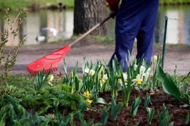 Bir kadın işçi Gatchina Parkı 'ndaki kırmızı yelpaze şeklindeki tırmıkla yolları ve çimenleri süpürüyor. Mevsimlik iş. raporlama.