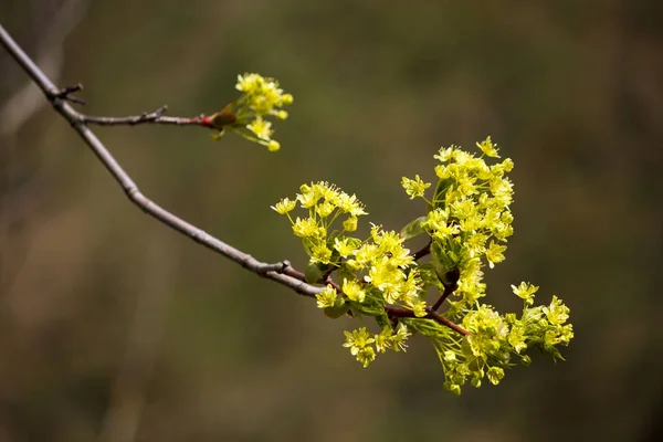 Young buds of the maple bloom in the spring. Royalty Free Stock Images