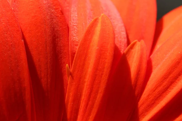 Macro foto belleza pétalos de una flor de gerberas naranja de cerca — Foto de Stock