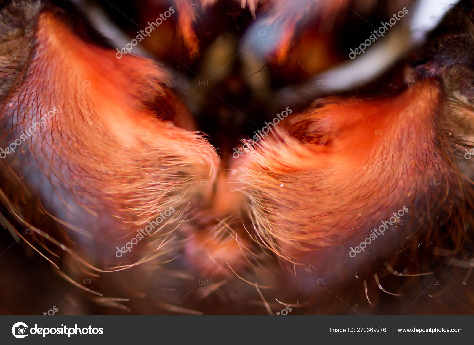 Spider Tarantula Phormictopus Auratus Closeup Photo Dangerous