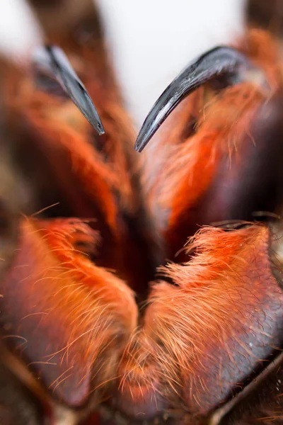 Spider tarántula Phormictopus auratus primer plano. Foto arañas peligrosas dientes con agujeros de los que se inyecta líquido de digestión en el sacrificio — Foto de Stock