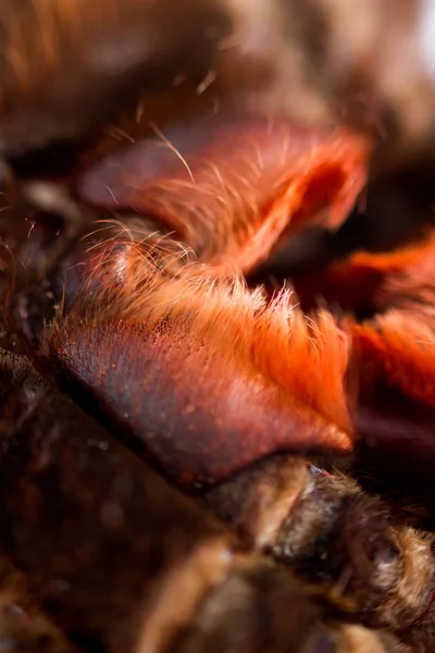 Spinnen-Vogelspinne phormictopus auratus Nahaufnahme. Foto gefährliche Spinnen Unterkiefer mit orangefarbenen Haaren bedeckt — Stockfoto