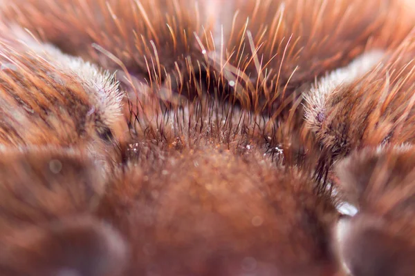 Pók tarantella Gyulaantika auratus closeup. Fotó veszélyes pókok szőrös has, ahonnan a lábak megy — Stock Fotó