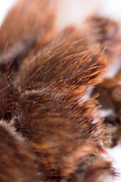 Spinnen-Vogelspinne phormictopus auratus Nahaufnahme. Foto gefährliche Spinnen behaarten Bauch, von wo die Beine gehen — Stockfoto