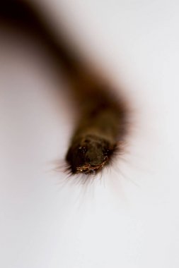 Örümcek tarantula Phormictopus auratus yakın çekim. Kahverengi saçlı fotoğraf tehlikeli örümcekler ayak. Beyaz arka planda makro. plantar parçası