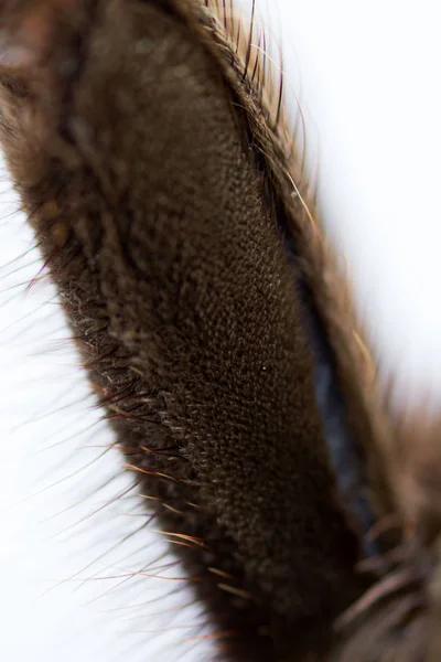 Aranha tarântula Phormictopus auratus close up. Foto perigosa aranhas pé com cabelos castanhos. Macro sobre um fundo branco — Fotografia de Stock