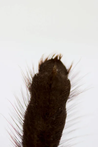 Spinnen-Vogelspinne phormictopus auratus Nahaufnahme. Foto gefährliche Spinnen Fuß mit braunen Haaren. Makro auf weißem Hintergrund. Pflanzenteil — Stockfoto