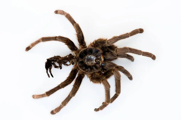 Piel restante después de mudar de la araña tarántula Phormictopus auratus sobre un fondo blanco —  Fotos de Stock