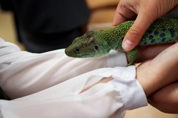 Lagarto ocelado, timón lepidus, lacerta lepida se sienta en las manos de los niños. Exposición de animales exóticos. Contacta con Zoo. Reportaje — Foto de Stock