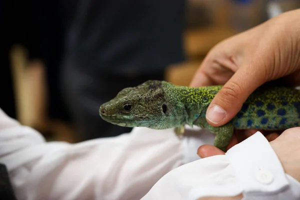 Lagarto ocelado, timón lepidus, lacerta lepida se sienta en las manos de los niños. Exposición de animales exóticos. Contacta con Zoo. Reportaje — Foto de Stock