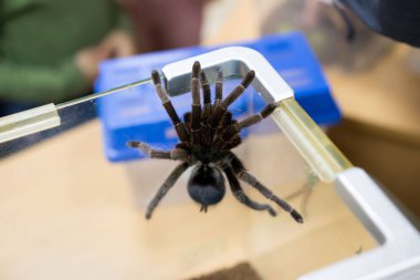 Örümcek tarantula Phormictopus auratus plastik bir kutuda oturuyor. Egzotik hayvanların sergisinde, hayvanat bahçesiyle iletişime geçin. Ateş edildiğini bildiriyor.