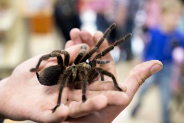Örümcek tarantula Phormictopus auratus bir elde oturuyor. Egzotik hayvanların sergisinde, hayvanat bahçesiyle iletişime geçin. Ateş edildiğini bildiriyor.