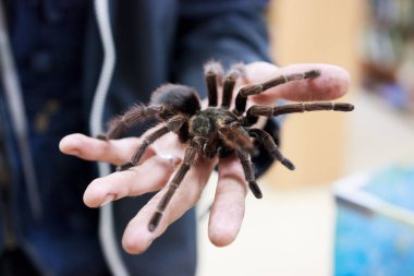Örümcek tarantula Phormictopus auratus bir elde oturuyor. Egzotik hayvanların sergisinde, hayvanat bahçesiyle iletişime geçin. Ateş edildiğini bildiriyor.