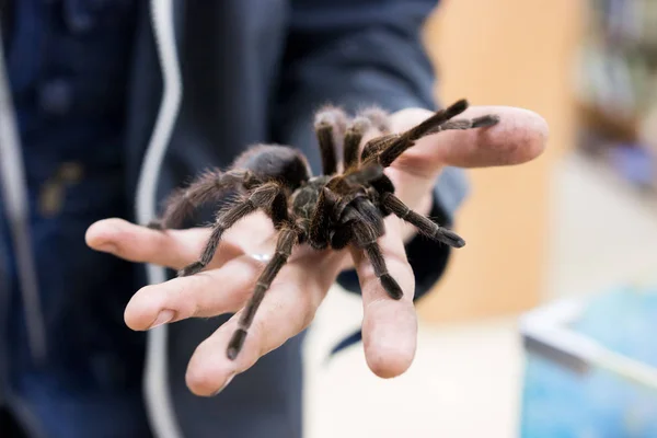 Tarántula araña Phormictopus auratus sentada en una mano. En la exposición de animales exóticos, zoológico de contacto. reportar disparos . — Foto de Stock