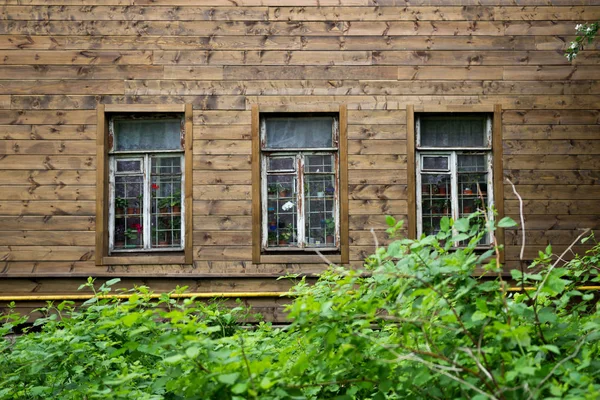 Текстура деревянной стены старого дома с тремя окнами и рамой, покрытой шелушащей белой краской. В окнах видны комнатные цветы в маленьких горшках. Снаружи на улице кусты малины — стоковое фото
