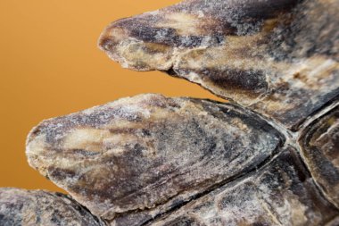 Kuyruk tabakasının tepesi turuncu arka planda Nil timsahı timsahı.