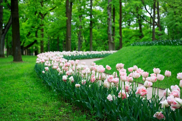 Gruppo di tulipani variegati rosa tenero esagerato variegato cresce su un aiuola. Gatchina Park, collina dei fiori . — Foto Stock