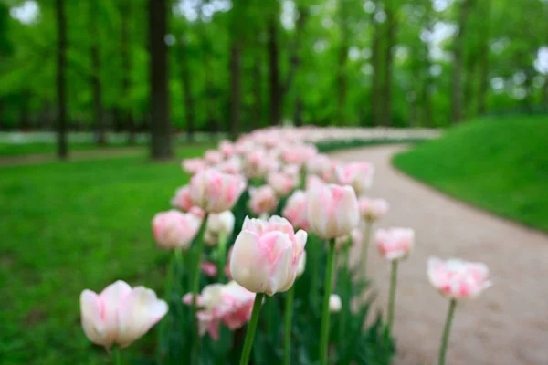 Gruppo di tulipani variegati rosa tenero esagerato variegato cresce su un aiuola. Gatchina Park, collina dei fiori . — Foto Stock