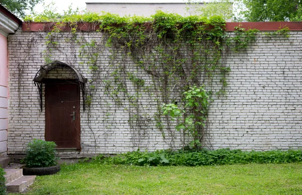 Υφή λευκού τούβλου τοίχου με ερπετό φυτό με πράσινα φύλλα όπως κισσός και μία πόρτα — Φωτογραφία Αρχείου