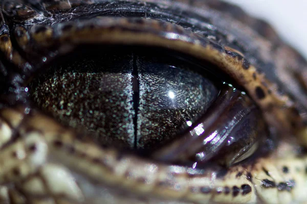 Oog van welp Nijl krokodil Crocodylus niloticus met een smalle pupil in fel licht is een beetje gesloten door een beschermende doorschijnende van het derde ooglid. Macro — Stockfoto