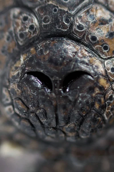 Nariz con fosas nasales cachorro cocodrilo del Nilo Crocodylus niloticus. textura de la piel con manchas negras. macro —  Fotos de Stock