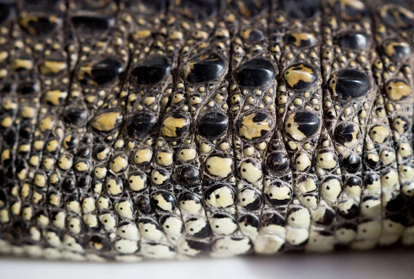 Cocodrilo del Nilo cocodrilo Crocodylus niloticus. La textura de la piel escamosa en el lado —  Fotos de Stock