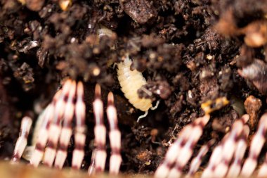 Kara beyaz cücesi Trichorhina Tomentosa kabuklulara ait ve zeytin kestanesi Kenyalı kırkayak Telodeinopus aoutii ile birlikte hindistan cevizi substratında yaşıyor..