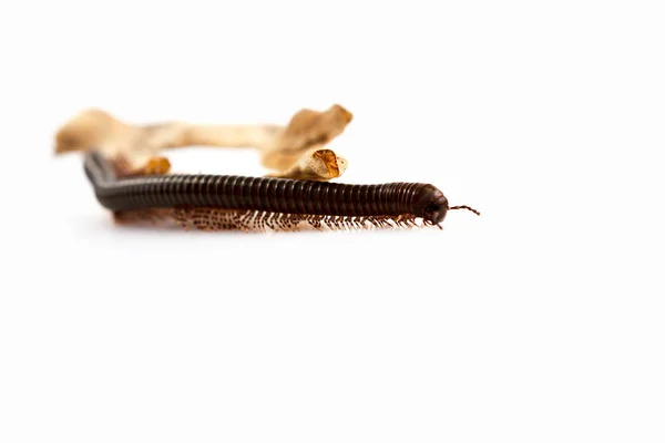 Le mille-pattes kenyan Telodeinopus aoutii se régale de fruits, classe : Diplopoda rampant autour d'un petit chicots enfoncés sur un fond blanc . — Photo