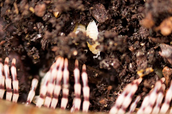 Kara beyaz cücesi Trichorhina Tomentosa kabuklulara ait ve zeytin kestanesi Kenyalı kırkayak Telodeinopus aoutii ile birlikte hindistan cevizi substratında yaşıyor..