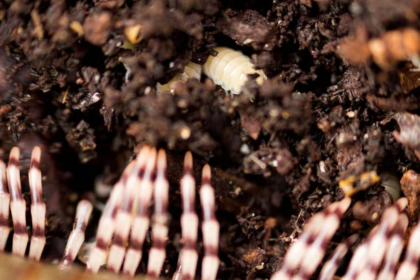 Kara beyaz cücesi Trichorhina Tomentosa kabuklulara ait ve zeytin kestanesi Kenyalı kırkayak Telodeinopus aoutii ile birlikte hindistan cevizi substratında yaşıyor.. — Stok fotoğraf