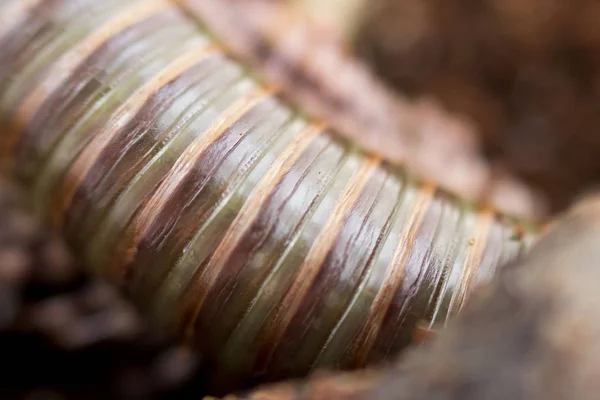 Milípedo keniata Telodeinopus aoutii festejando con frutas, clase: Diplopoda se arrastra sobre palos de madera y sustrato de coco. Macro. La parte de atrás es verde oliva . —  Fotos de Stock