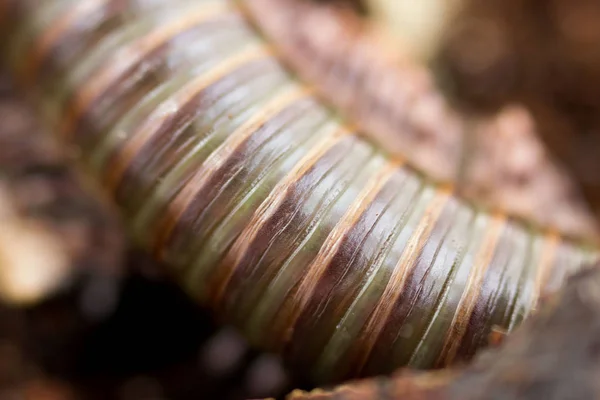 Kenyan millipede Telodeinopus aoutii feasting on fruits, class: Diplopoda is crawling on wooden sticks and coconut substrate. Macro. The back is olive green. — 스톡 사진