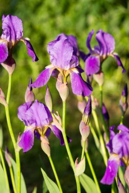 batan akşam güneşinin ışığında mor irisler.