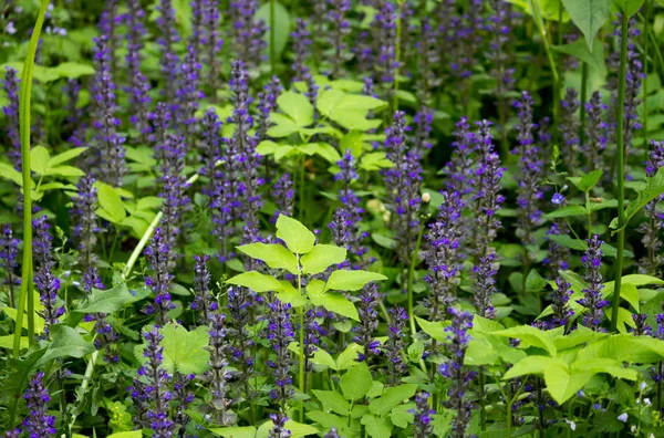 Struiken van blauwe bloemen uit de familie Lamiaceae of Labiatae in het Gatchina-woud, Rusland. Zomer, juni. Oogsten van geneeskrachtige kruiden — Stockfoto