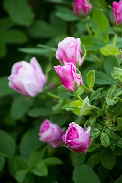Ένα μικρό ροζ τριαντάφυλλο στον κήπο σε ένα θάμνο ανθίζει κοντά σε ένα σπίτι στην πόλη. — Φωτογραφία Αρχείου