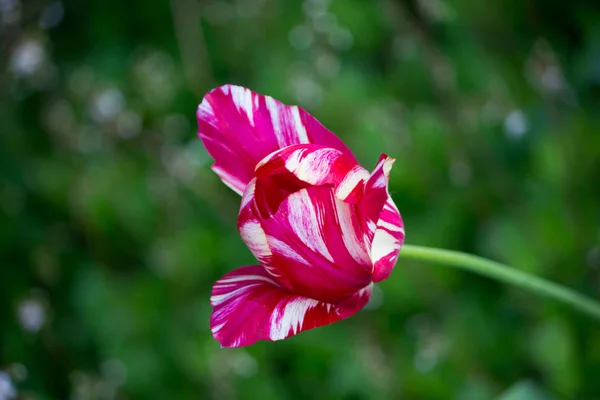 Une tulipe rose vif pleine de fleurs avec des veines blanches sur un lit de fleurs . — Photo